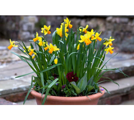 Indoor Daffodil Bulb Pot Garden