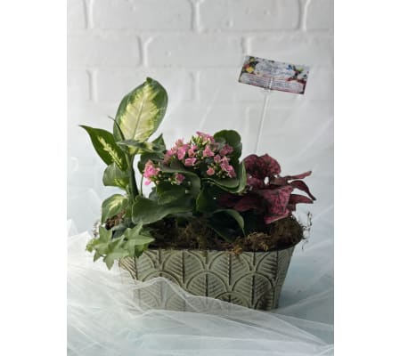 Modern Metal Dish Garden