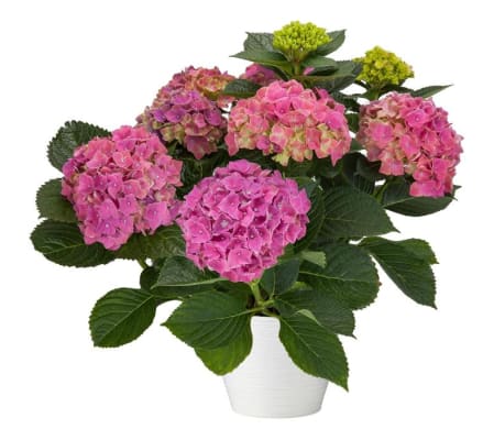 Hydrangea Plant