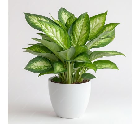 Dieffenbachia Plant