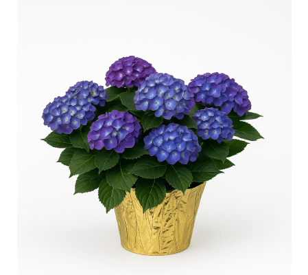 Purple Hydrangea potted