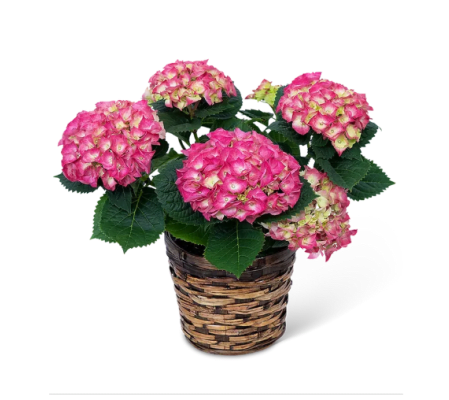 Pink Hydrangea