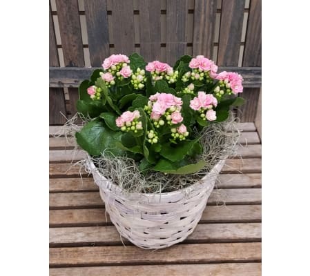 Kalanchoe plant in basket