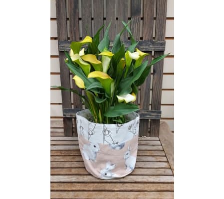 Calla Lily plant