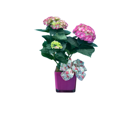 Premium Hydrangea Planter