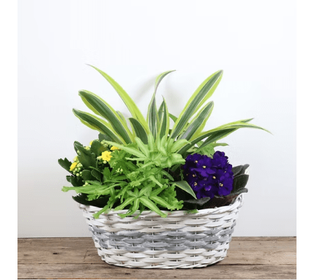 Twilight & Sunbeam Garden