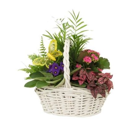 Mixed Tropical Planter in White Wicker