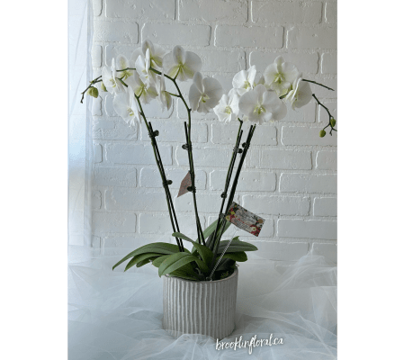 Orchid Garden in Cement Pot