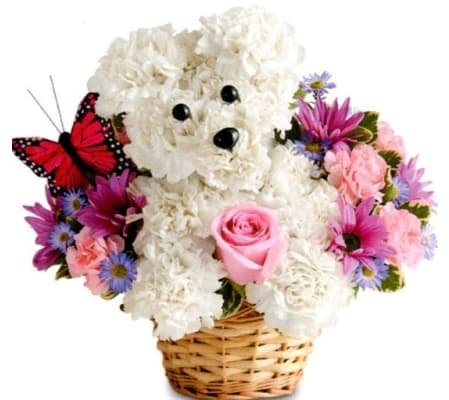 Precious Darling Puppy