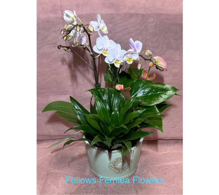 Fellows Vintage Orchid Garden