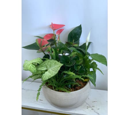 Anthurium Planter Garden XL