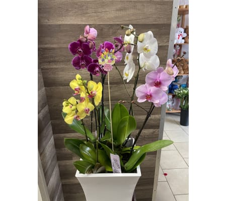 Orchid Planter