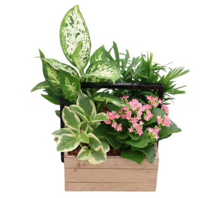 Sweet Serenity Blooms