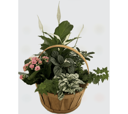 Thinking of You - Planter Basket