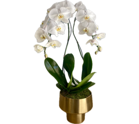Double Stem Phalaenopsis Orchid Plant