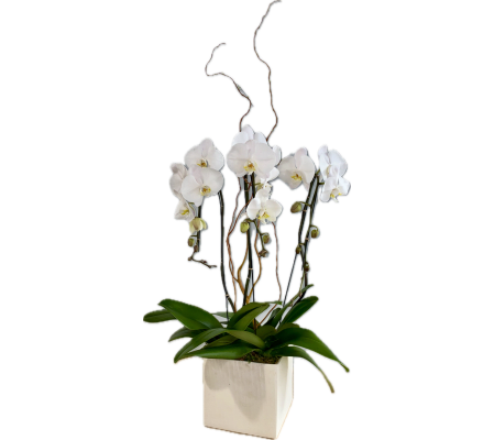 Phalaenopsis Plant Trio