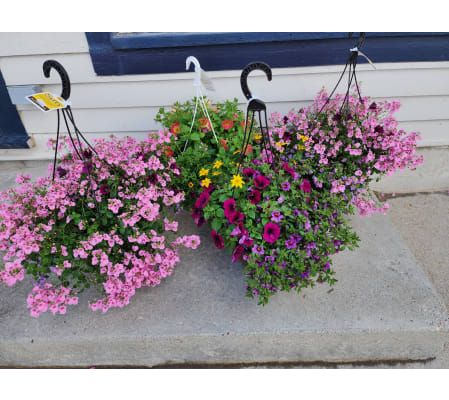 Blooming Hanging Basket