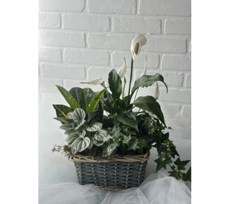 Indoor Green Garden Basket