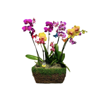 Nature's Orchid Garden