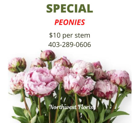Peony Specual 2025