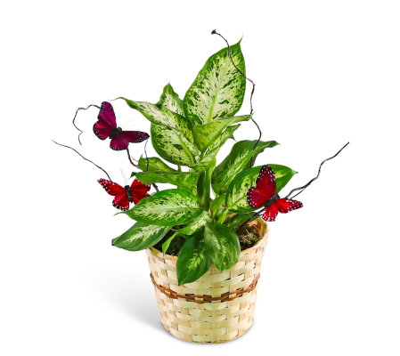 Butterfly Kisses Dieffenbachia Plant