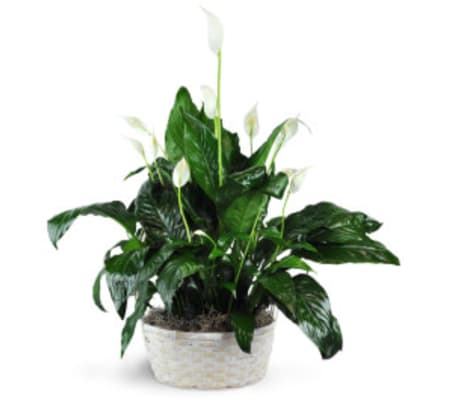 Peaceful Peace Lily Plant