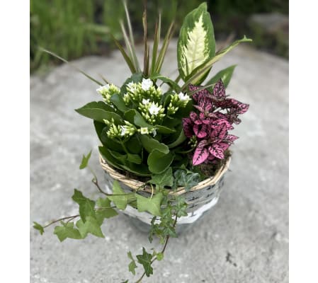 Tropical plant grey basket