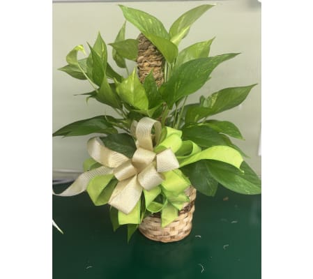 Golden Pothos Pole Plant