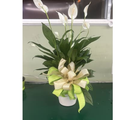  6 inchPeace Lily Plant