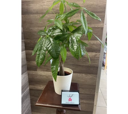 Money Tree in White Ceramic Pot