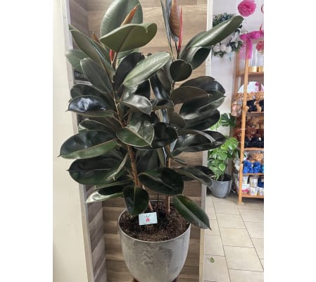 Large Rubber Plant in Concrete Pot