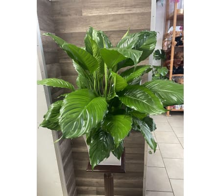 Peace Lily Collection