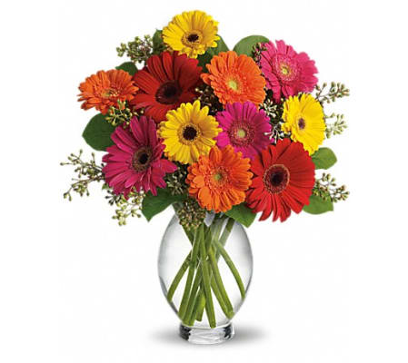 July Monthly Special - Gerber Daisy