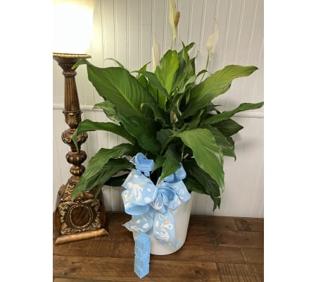 Welcome Baby Green Plant (specify boy, girl, or gender neutral)