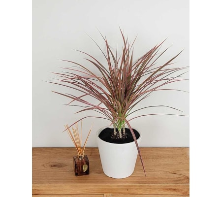 Tricolor Dracena Houseplant tree 