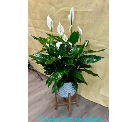 Large Peace Lily