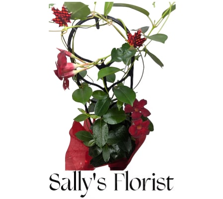 Sally’s Maple Kiss Climber