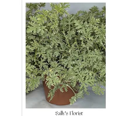 Sally's Scented Geranium Delight Plant