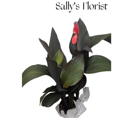 Sally's Canna Plant