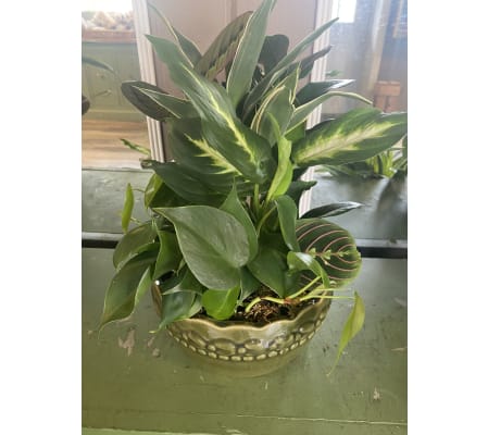 Assorted Green Plant Dish Garden