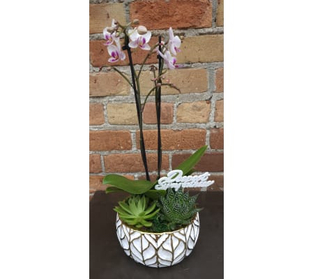 'By Design' Sympathy Mini Orchid Succulent Design