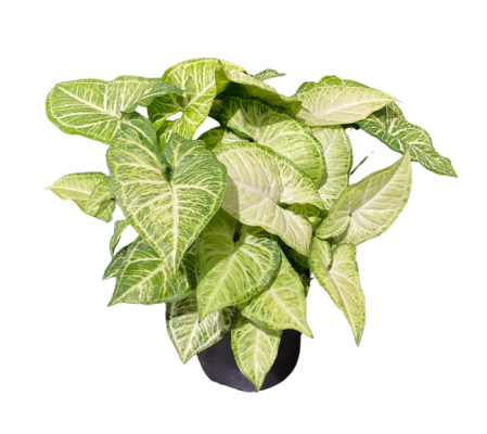 White Butterfly Syngonium