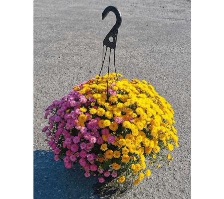 Sally's Fall Chrysanthemums Plant