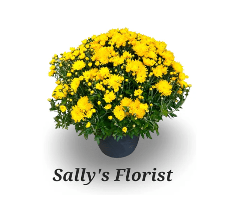 Sally's Golden Harvest Mums Plant