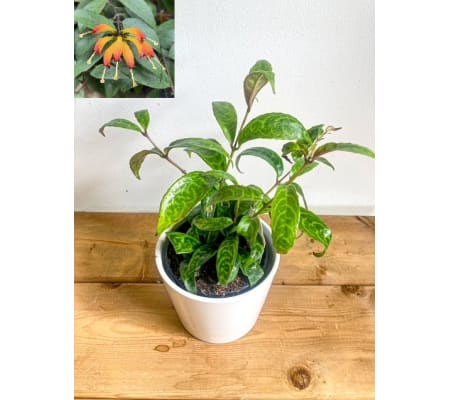 Aeschynanthus longicaulis (Lipstick Plant) 'Black Pagoda' - 4