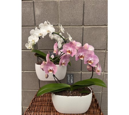 Infinity Orchids (Multiple Colors Available)