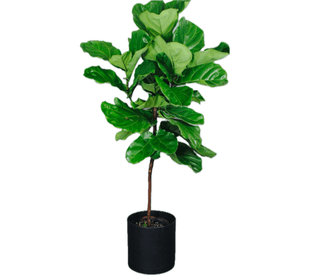 Ficus Lyrata -Fig House Plant