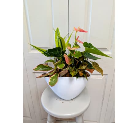 White Anthurium Planter