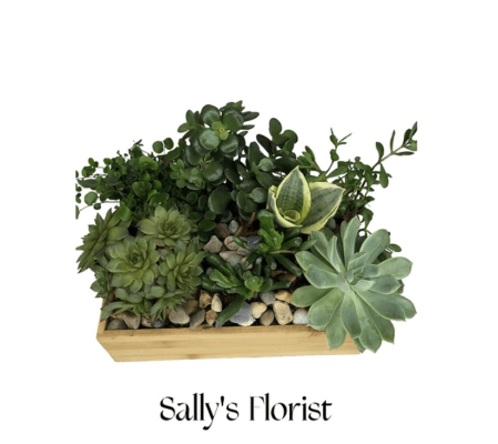 Sally’s Designer Choice - Succulent Planter