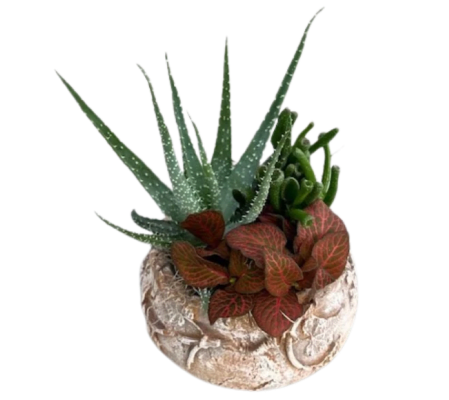 Fall Succulent Bowl